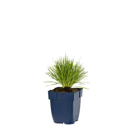 Koeleria glauca, in 11cm-pot