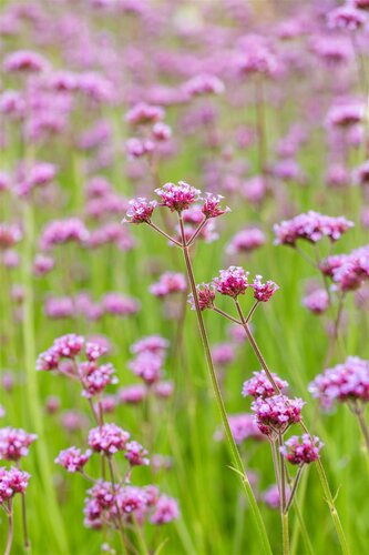 Hello Garden Verbena bonariensis vaste plant - afbeelding 6
