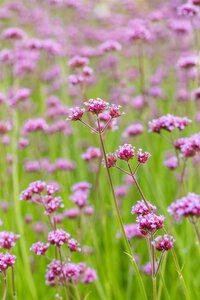 Hello Garden Verbena bonariensis vaste plant - afbeelding 6