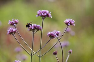 Hello Garden Verbena bonariensis vaste plant - afbeelding 2