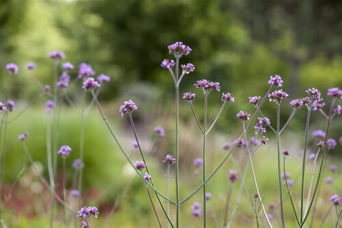 Hello Garden Verbena bonariensis vaste plant - afbeelding 3