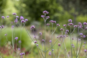 Hello Garden Verbena bonariensis vaste plant - afbeelding 3