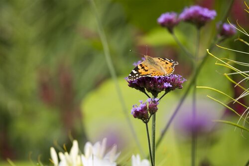 Hello Garden Verbena bonariensis vaste plant - afbeelding 4