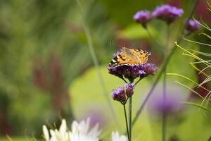 Hello Garden Verbena bonariensis vaste plant - afbeelding 4