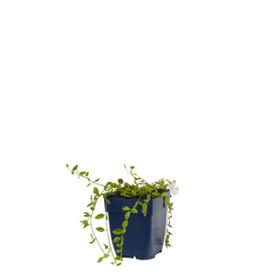 Vinca minor 'Alba', in 11cm-pot - afbeelding 1