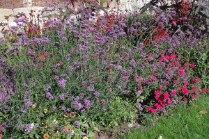 Hello Garden Verbena bonariensis vaste plant - afbeelding 5