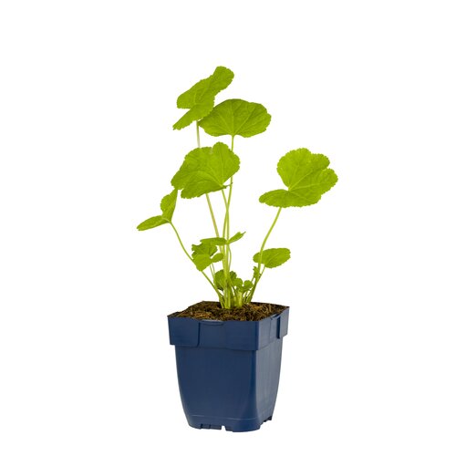 Hello Garden Verbena Homestead Purple vaste plant