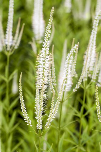 Hello Garden Veronicastrum virginicum 'Album' vaste plant - afbeelding 2