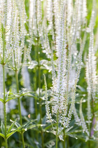 Hello Garden Veronicastrum virginicum Album vaste plant - afbeelding 1