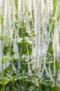 Hello Garden Veronicastrum virginicum Album vaste plant - afbeelding 1