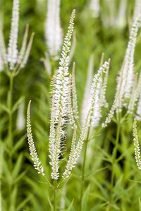 Hello Garden Veronicastrum virginicum Album vaste plant - afbeelding 2