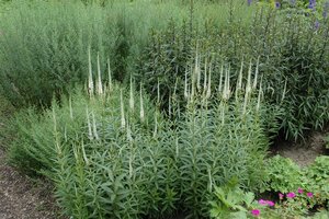 Hello Garden Veronicastrum virginicum Album vaste plant - afbeelding 4