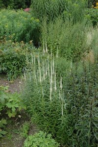 Hello Garden Veronicastrum virginicum 'Album' vaste plant - afbeelding 3