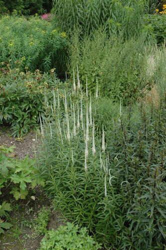 Hello Garden Veronicastrum virginicum Album vaste plant - afbeelding 3