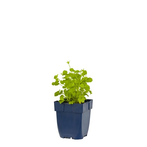 Campanula carp. 'Blaue Clips', in 11cm-pot