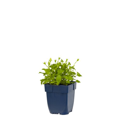 Campanula carp. 'Weisse Clips', in 11cm-pot