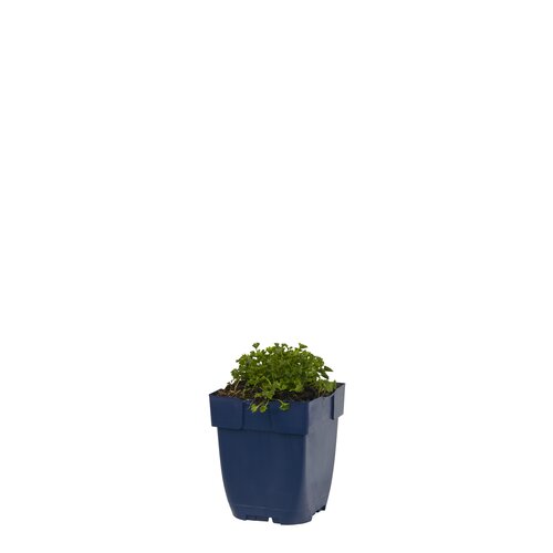 Campanula garganica, in 11cm-pot - afbeelding 1