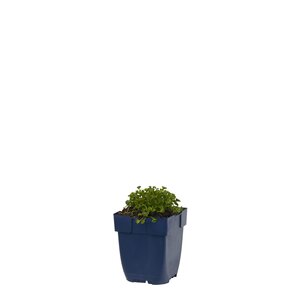 Campanula garganica, in 11cm-pot - afbeelding 1