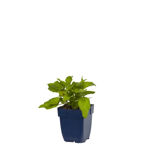 Campanula glomerata, in 11cm-pot