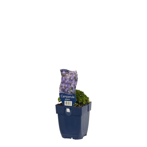 Campanula garganica, in 11cm-pot - afbeelding 2