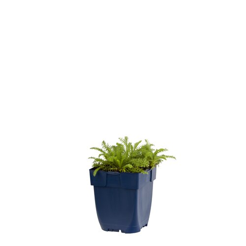 Hello Garden Veronicastrum virginicum 'Lavendelturm' vaste plant