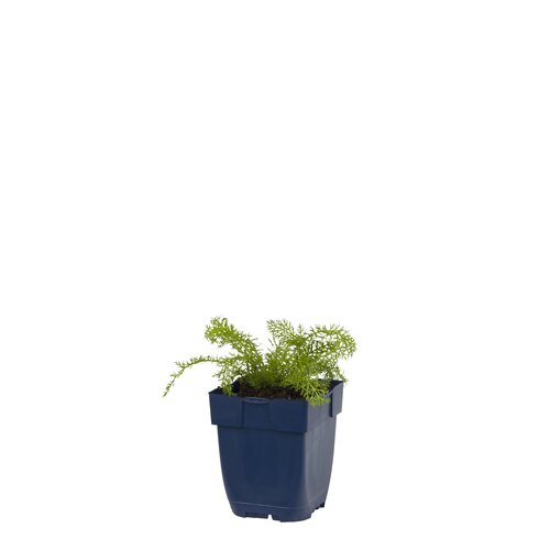 Hello Garden Veronicastrum virginicum Lavendelturm vaste plant