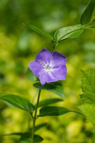 Hello Garden Vinca major bodembedekker - afbeelding 5