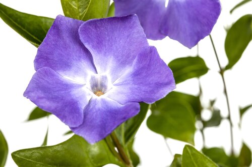Hello Garden Vinca major bodembedekker - afbeelding 2