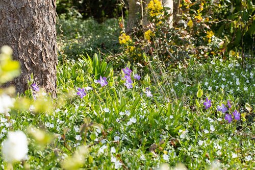 Hello Garden Vinca major bodembedekker - afbeelding 3
