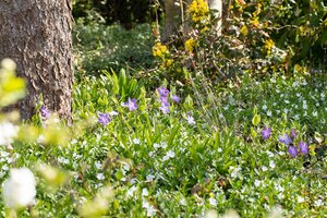 Hello Garden Vinca major bodembedekker - afbeelding 3
