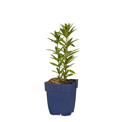 Veronicastrum virg. 'Fascination', in 11cm-pot - afbeelding 1
