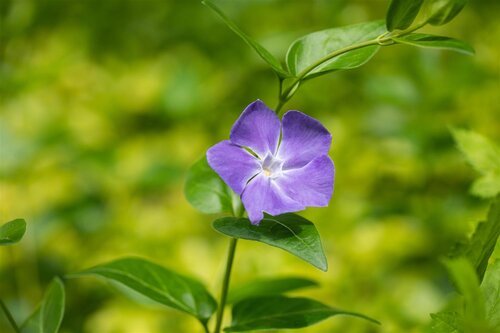 Hello Garden Vinca major Variegata bodembedekker - afbeelding 4