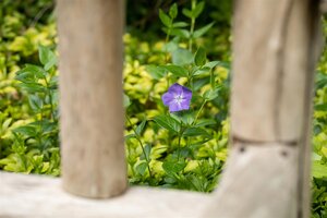 Hello Garden Vinca major Variegata bodembedekker - afbeelding 6
