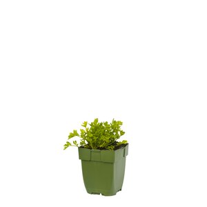 Apium graveolens, in 11cm-pot - afbeelding 1