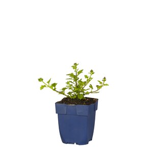 Verbena 'Homestead Purple', in 11cm-pot - afbeelding 1