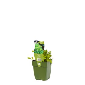 Apium graveolens, in 11cm-pot - afbeelding 2