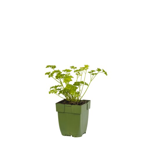 Petroselinum crispum, in 11cm-pot