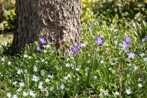 Deschampsia cespitosa, in 11cm-pot - afbeelding 4