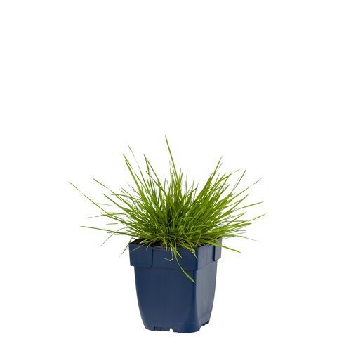 Deschampsia cespitosa, in 11cm-pot - afbeelding 1