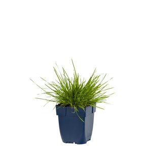 Deschampsia cespitosa, in 11cm-pot - afbeelding 1
