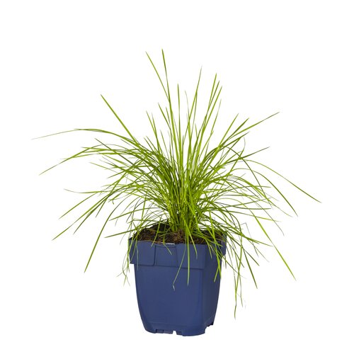 Deschampsia cespitosa, in 11cm-pot - afbeelding 2