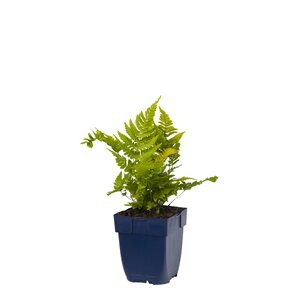 Hello Garden Vinca minor Alba bodembedekker - afbeelding 1