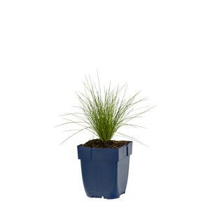 Festuca amethystina, in 11cm-pot - afbeelding 1
