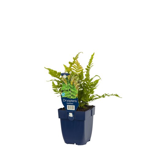 Hello Garden Vinca minor Alba bodembedekker - afbeelding 2