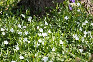 Hello Garden Vinca minor 'Alba' vaste plant - afbeelding 2