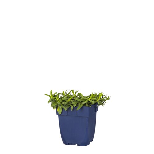 Aster eric. 'Snowflurry', in 11cm-pot - afbeelding 1