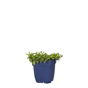 Aster eric. 'Snowflurry', in 11cm-pot - afbeelding 1