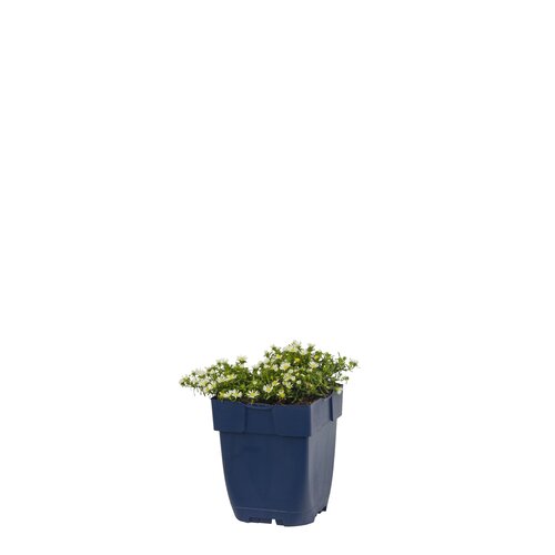 Aster eric. 'Snowflurry', in 11cm-pot - afbeelding 2