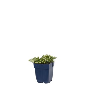 Aster eric. 'Snowflurry', in 11cm-pot - afbeelding 2
