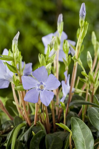 Hello Garden Vinca minor bodembedekker - afbeelding 5